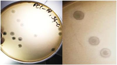SGP-C: A Broad Host Range Temperate Bacteriophage; Against Salmonella gallinarum